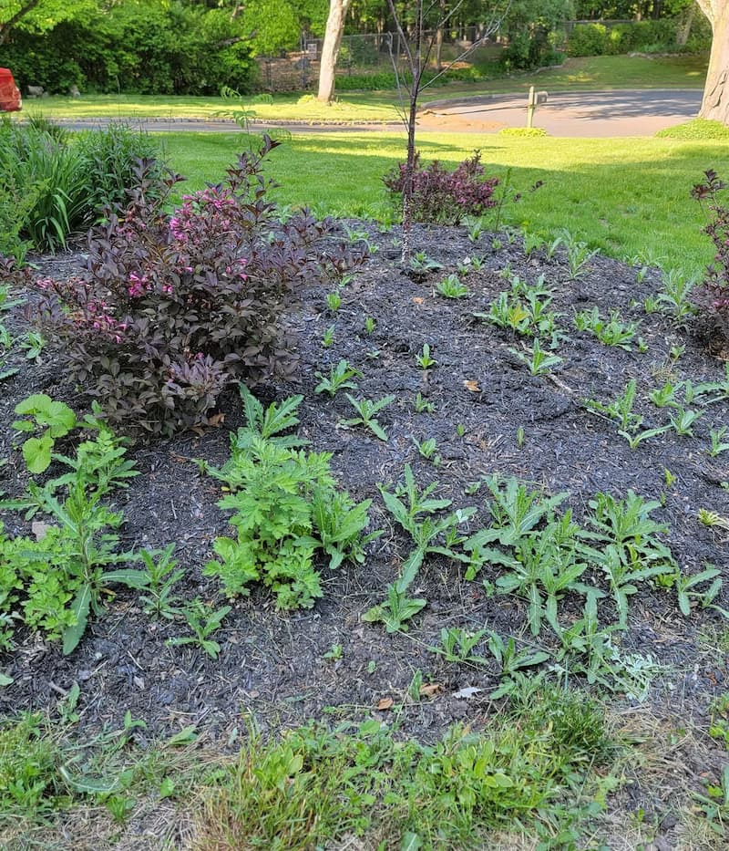 Canada thistle shoots emerging alongside ornamentals in a dark wood mulch garden bed.