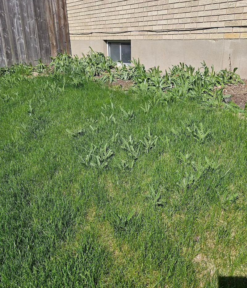 Dense Canada thistle patch spreading from a mulched foundation bed into a green lawn.