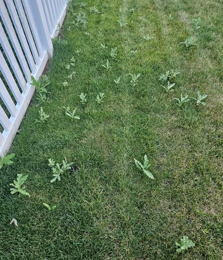 Linear row of Canada thistle weeds growing parallel to a white vinyl privacy fence.