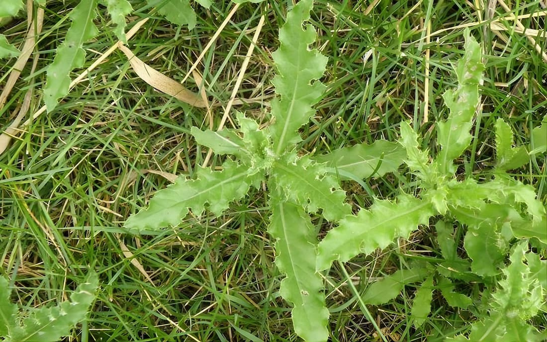 Young Canada thistle rosette showing crinkled, prickly leaf margins emerging in green turfgrass.