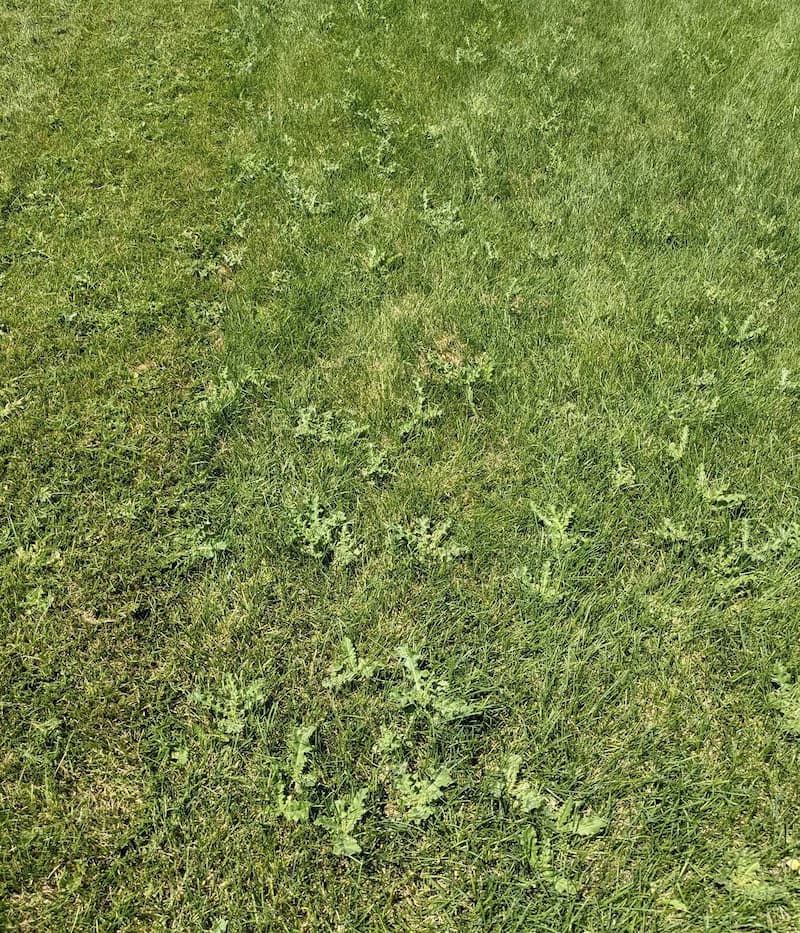 Scattered Canada thistle rosettes popping up across a large mowed lawn area.