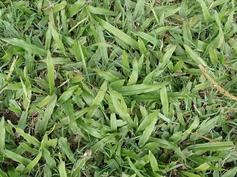 Top-down close-up of broad carpetgrass leaf blades showing wavy margins.