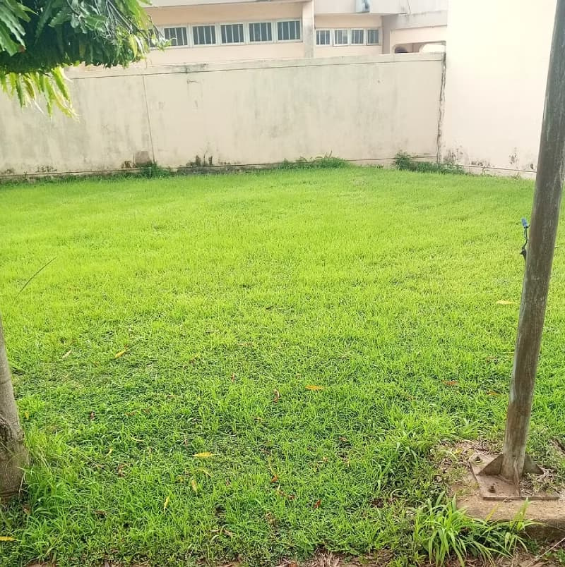 Dense carpetgrass lawn established in a sunny enclosed courtyard setting.
