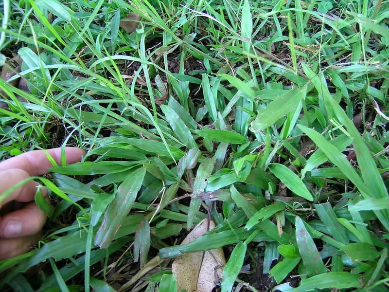 Hand inspecting broad carpetgrass leaf blades to show scale and texture.