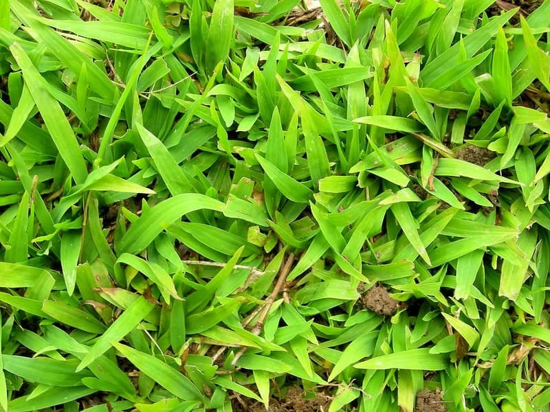 Close-up view of overlapping broad carpetgrass leaf blades forming a low canopy.
