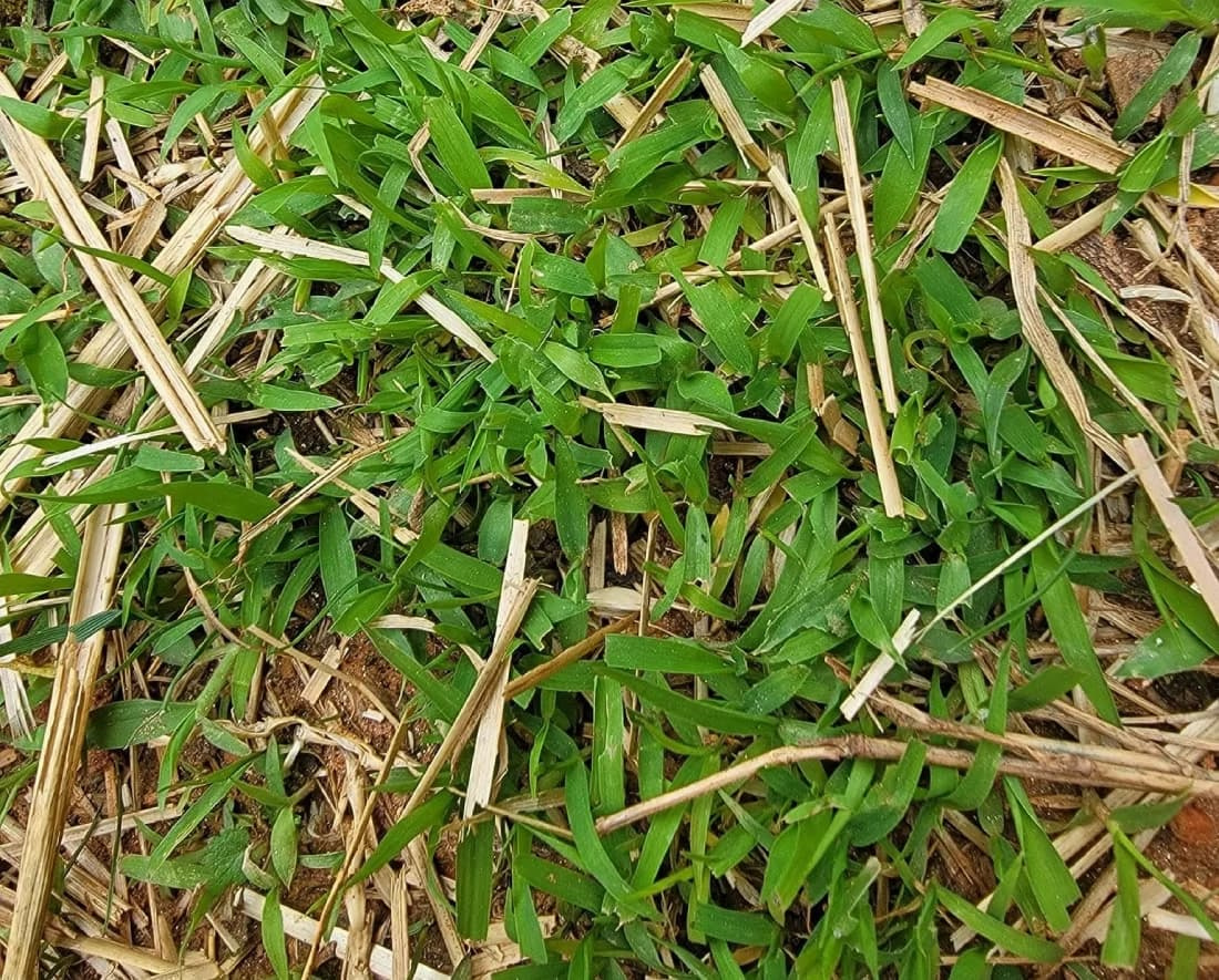 Macro view of carpetgrass showing broad leaf blades with blunt tips and stolons creeping through straw.