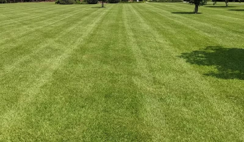 Broad expansive centipedegrass lawn exhibiting uniform light mowed stripes.