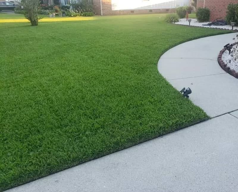 Dense centipedegrass lawn with clean mechanical edging along a concrete sidewalk.
