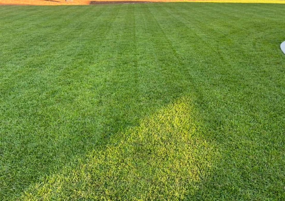 Established centipedegrass lawn displaying uniform turf density and subtle mower stripes.