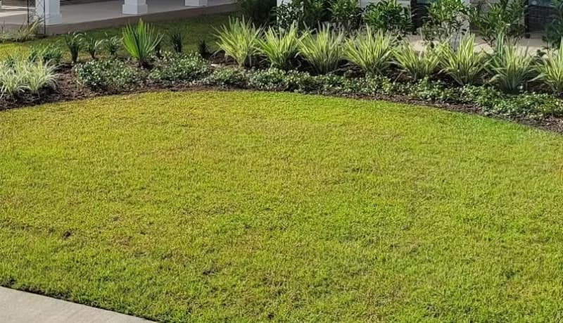 Centipedegrass lawn growing up to a mulched coastal garden bed.
