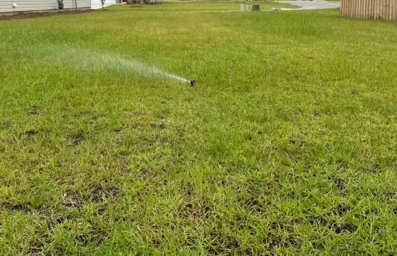 Sprinkler irrigating a thin centipedegrass lawn during early establishment.