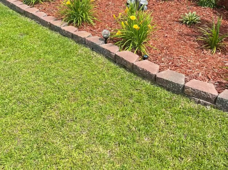 Centipedegrass stolons creeping over a stone retaining wall border into a mulched garden bed.