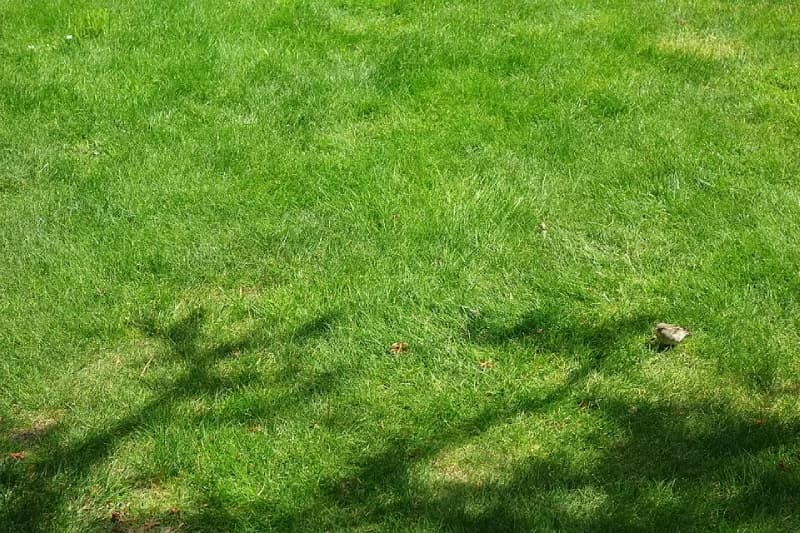 Dense stand of Chewings fescue showing fine leaf texture under tree shade.