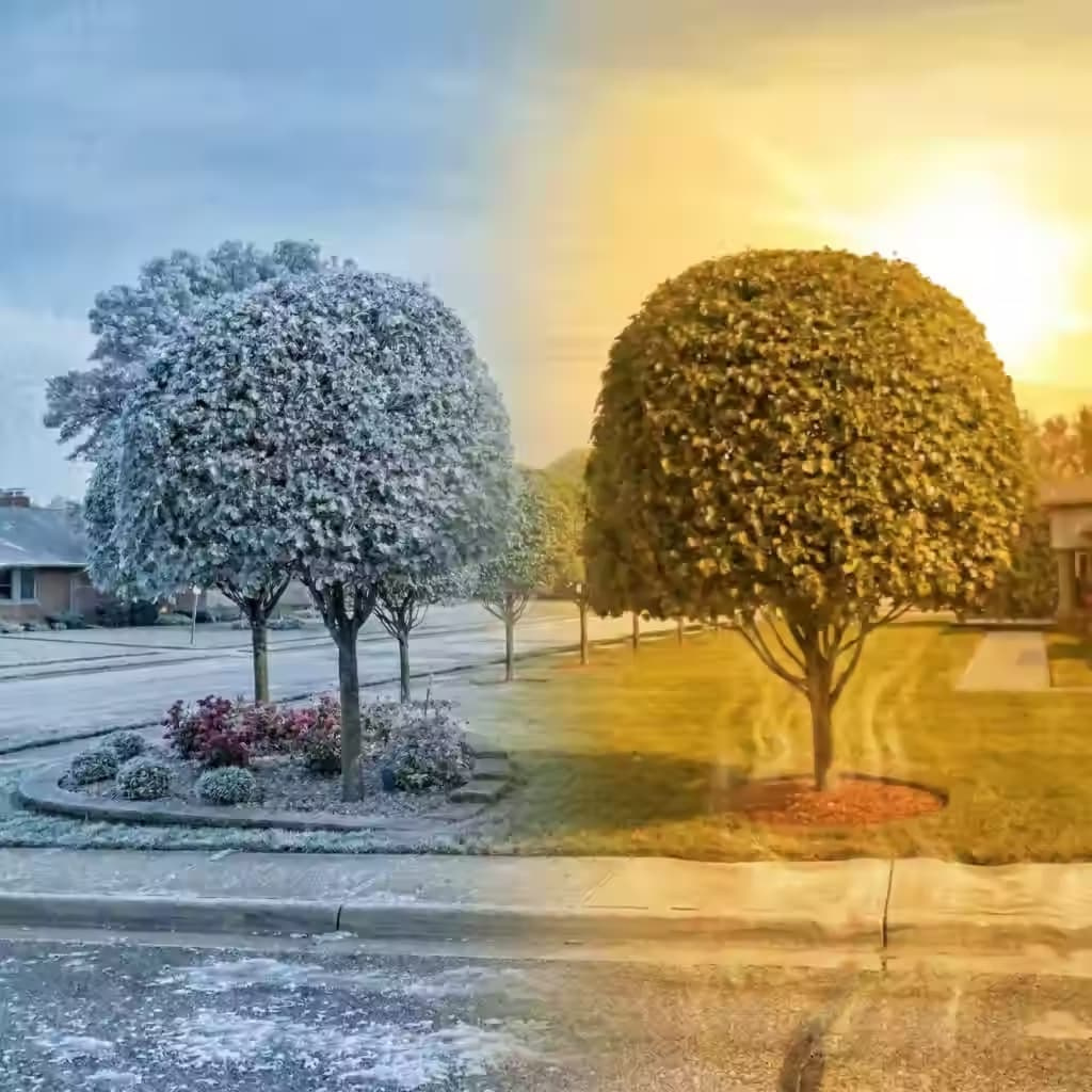 climate-extremes-hot-cold A split-screen conceptual image of a residential landscape illustrating the "Border Rule" of climate zones; the left side shows a tree and garden bed covered in heavy winter frost and snow, while the right side depicts the same landscape under intense summer heat with cracked earth and sun-scorched foliage.