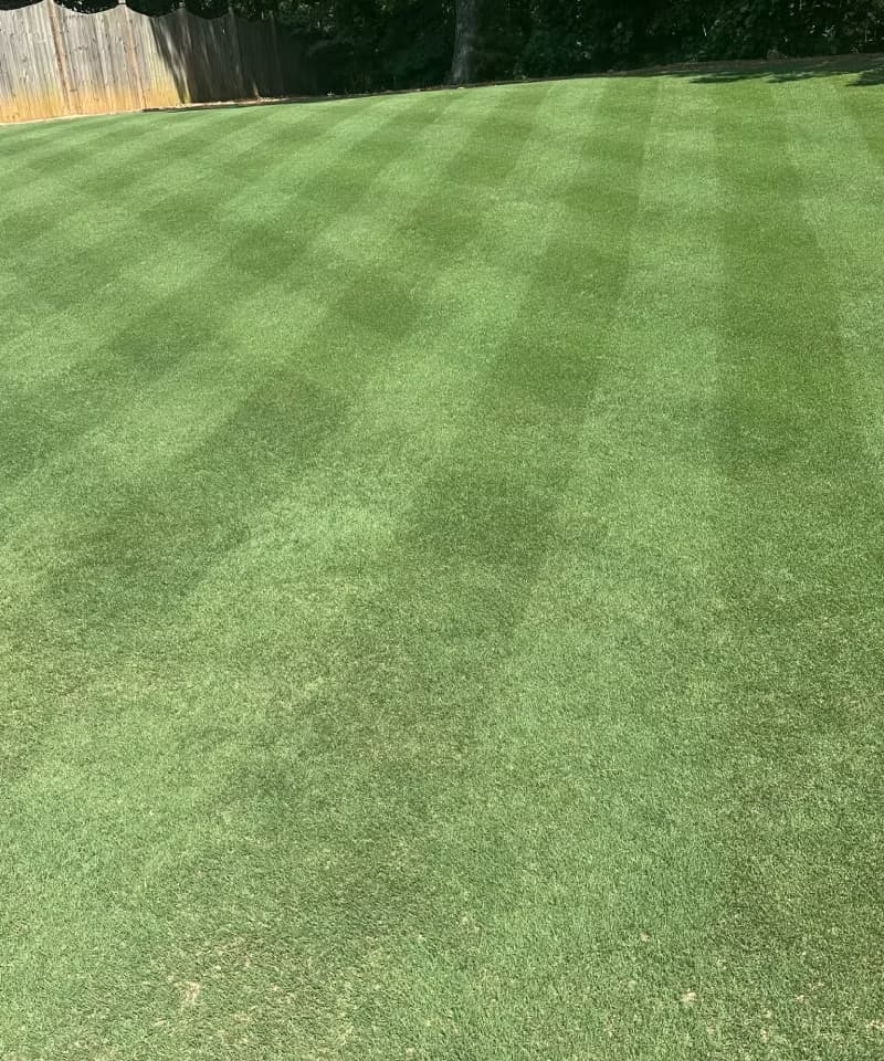 Vibrant Bermudagrass lawn featuring diagonal mowing stripes near a wooden privacy fence