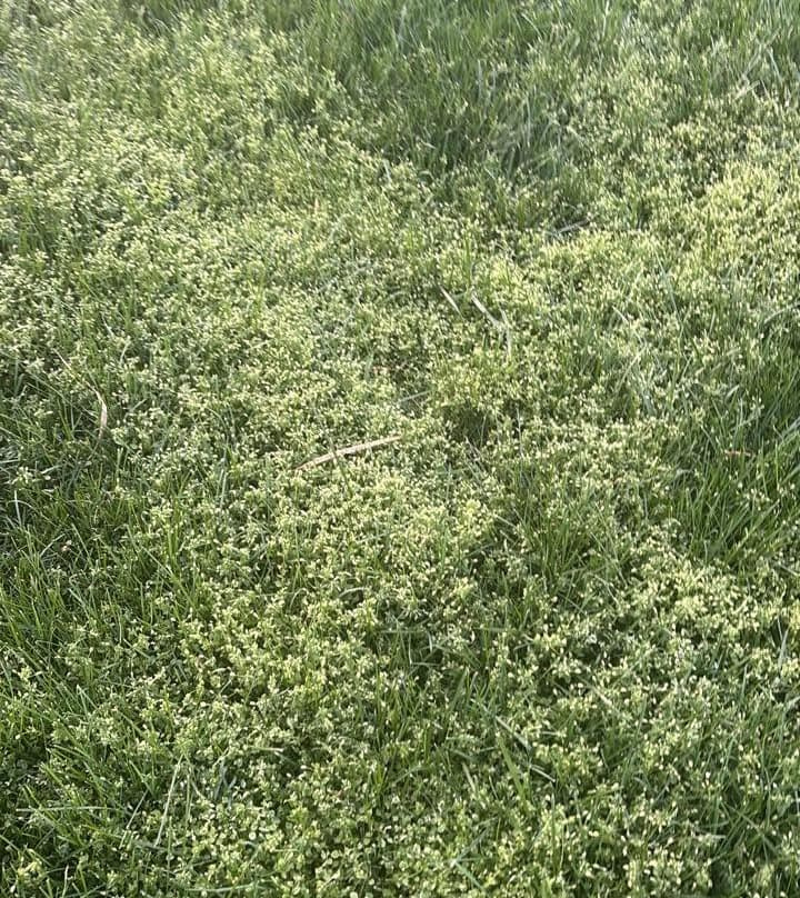 Wide view of a dense, heavy common chickweed infestation forming a thick mat over a lawn