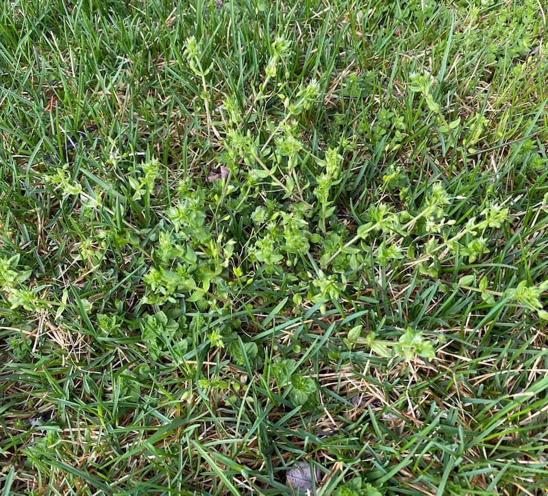 Close-up of common chickweed stems showing opposite leaf arrangement and small star-shaped blooms