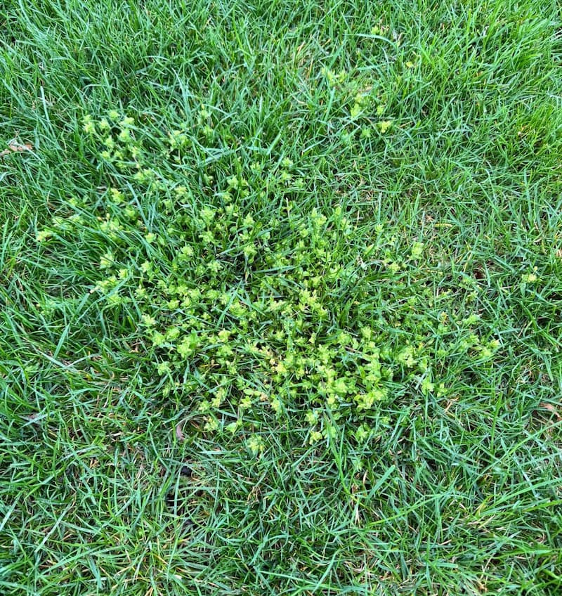 Isolated circular patch of green common chickweed growing inside an otherwise healthy lawn