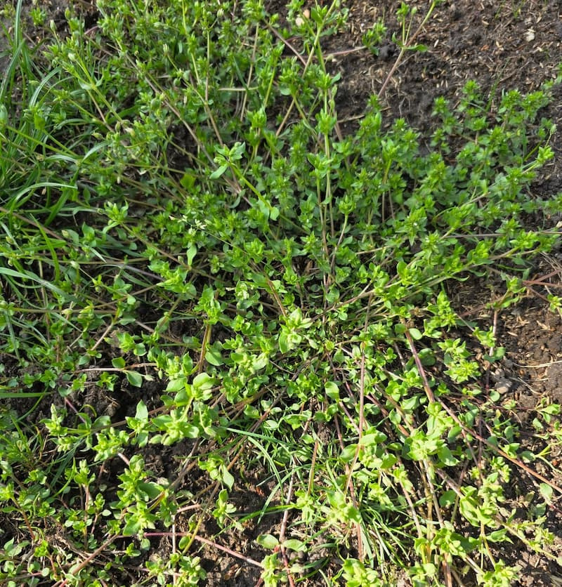 Common chickweed plant spreading radially across bare soil with branching stems