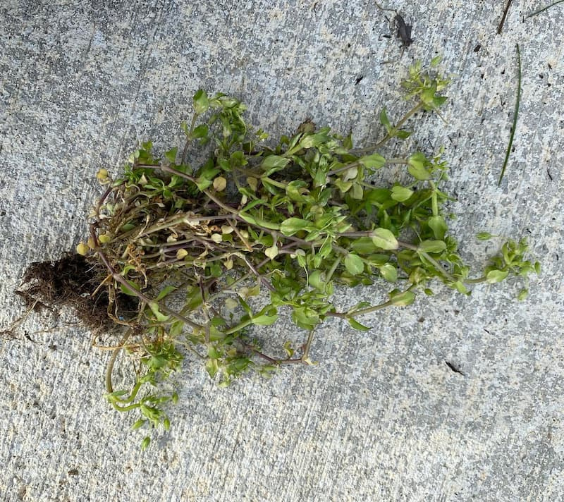 Uprooted common chickweed plant displaying shallow fibrous roots and trailing purple-tinged stems