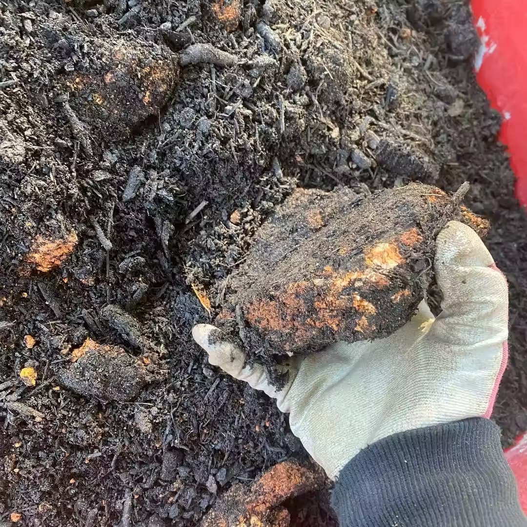 compost Person's hand with a glove holding compost.