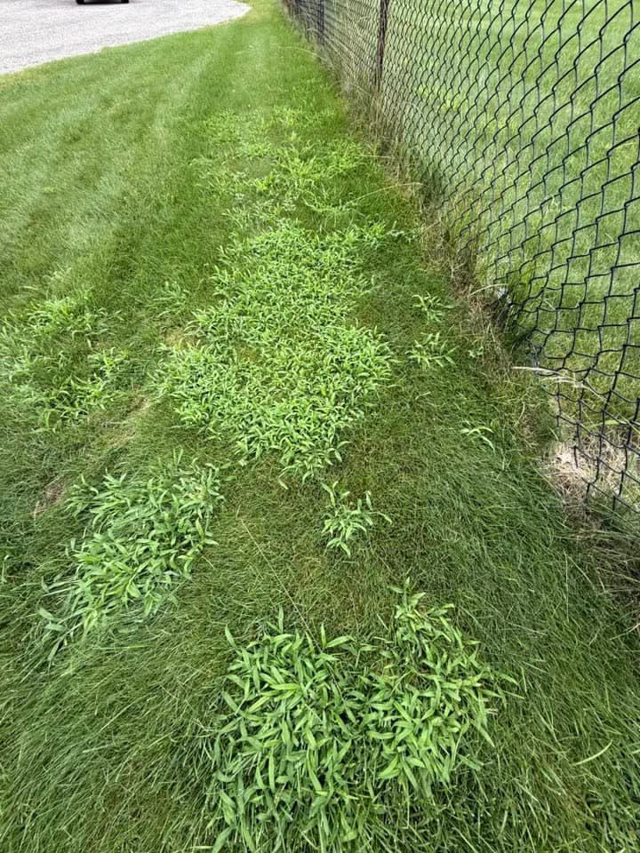 Prostrate mats of crabgrass spreading through a lawn along a chain-link fence line.