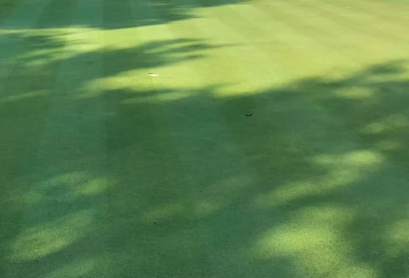 Creeping bentgrass golf course putting green maintained at a 0.150-inch cutting height with subtle mower stripes.