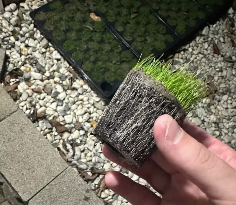Hand holding an individual creeping bentgrass plug showing dense root formation and soil mass.