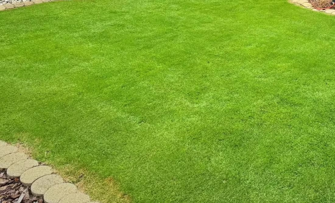 High-density creeping bentgrass lawn with fine leaf texture enclosed by concrete landscape edging.