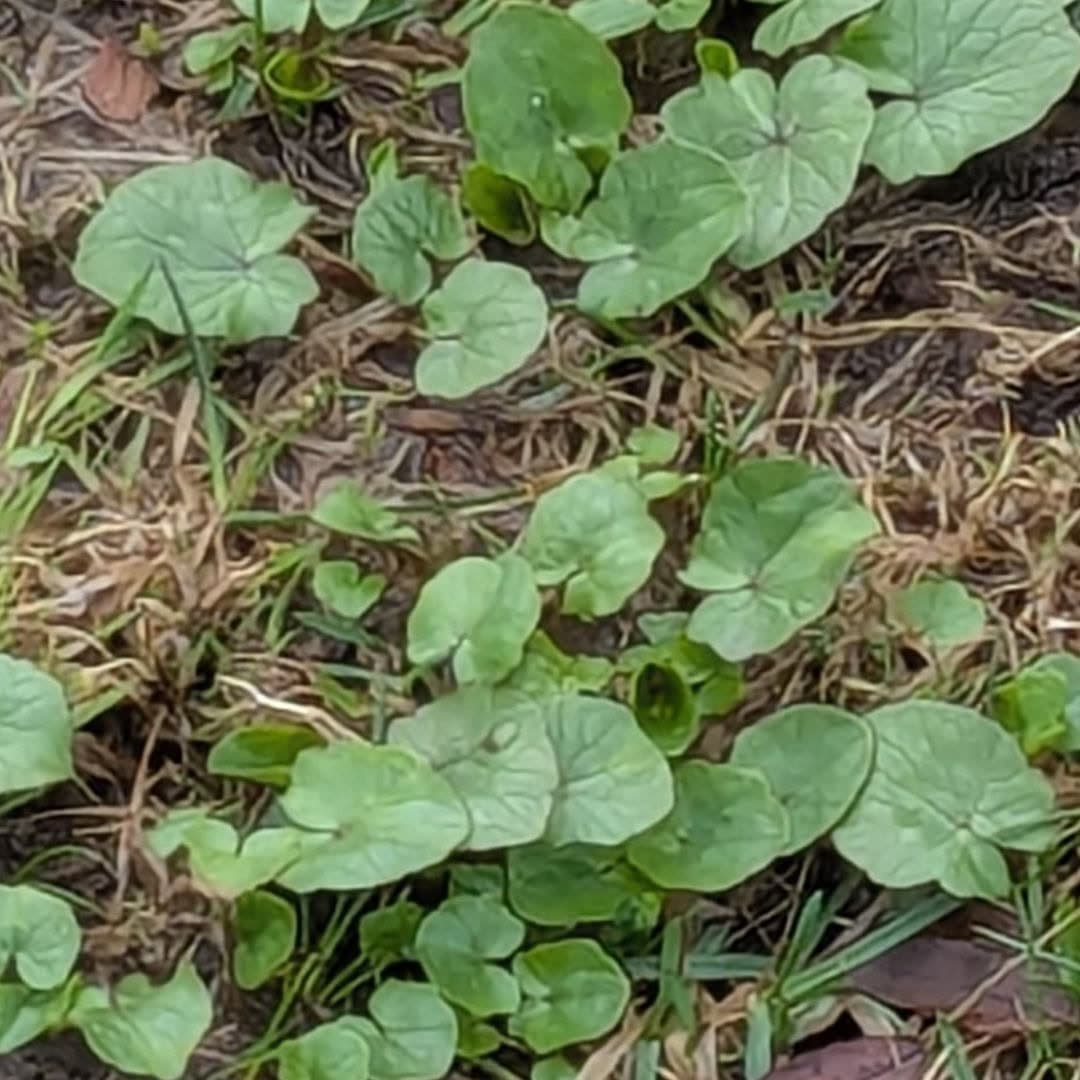 A close-up of Creeping Charlie (Ground Ivy)