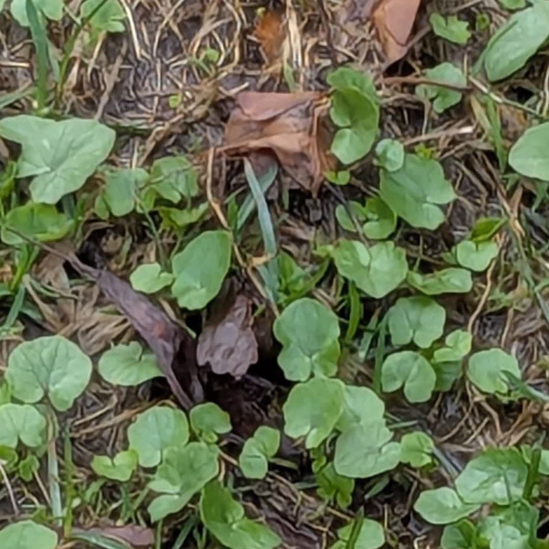 Creeping Charlie (Ground Ivy) in a garden bed.