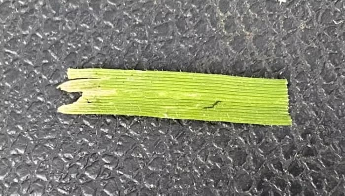 A side-by-side macro comparison of two grass blades; the left side shows a jagged, white shredded edge from a dull blade, while the right side shows a clean, straight cut from a sharp blade.
