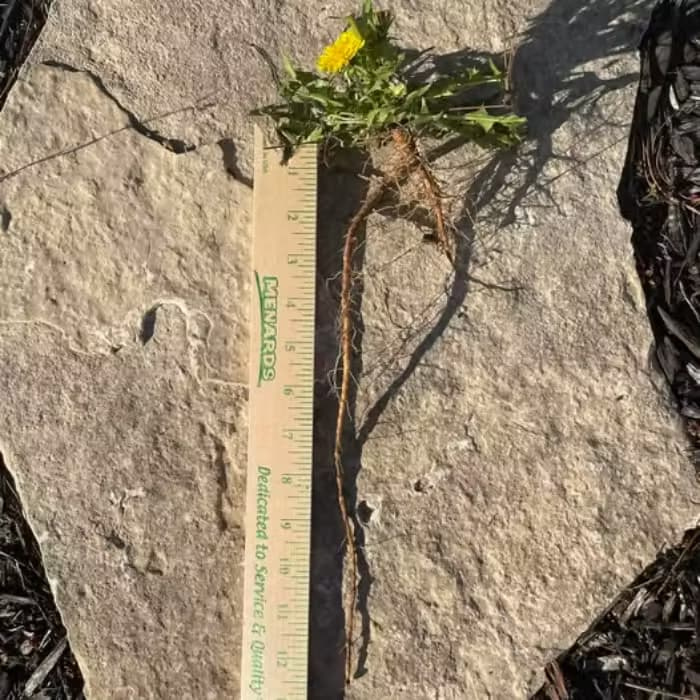 A deep Taproot of a Common Dandelion being measured against a ruler to show a 12-inch length.