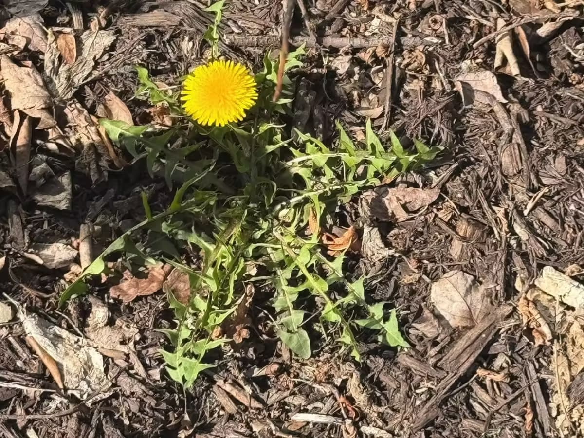 A close-up of Dandelion.
