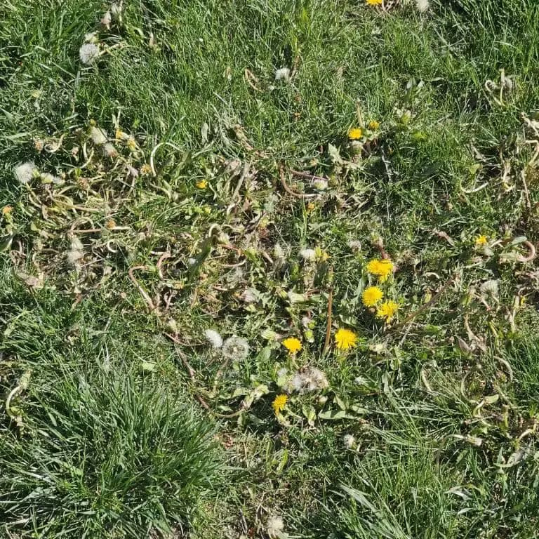 Dandelions treated with herbicide.