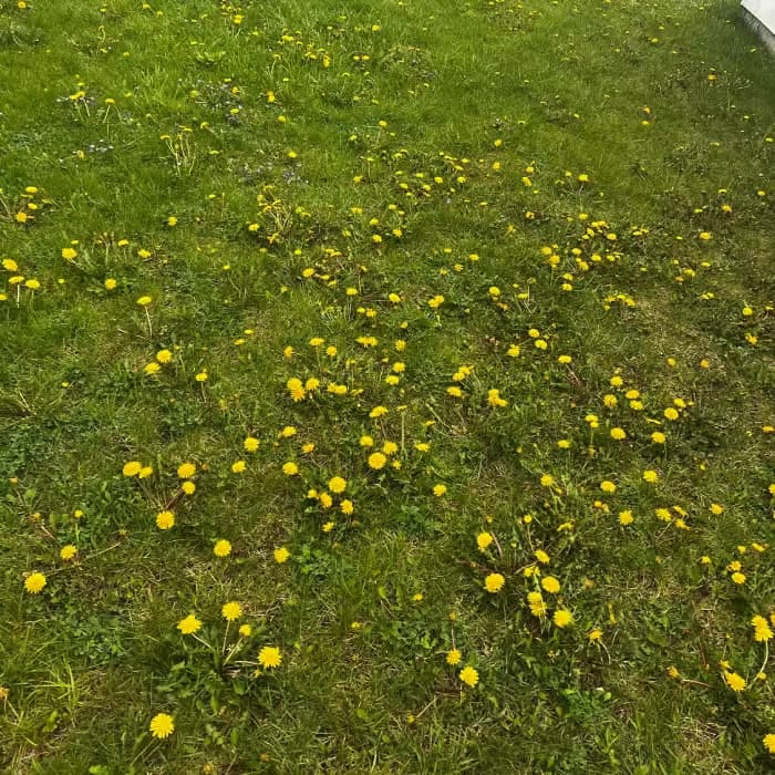 Dandelions in a lawn.