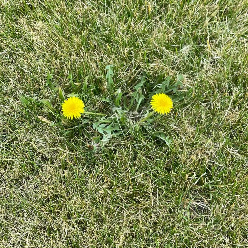Two dandelions in a stressed lawn.