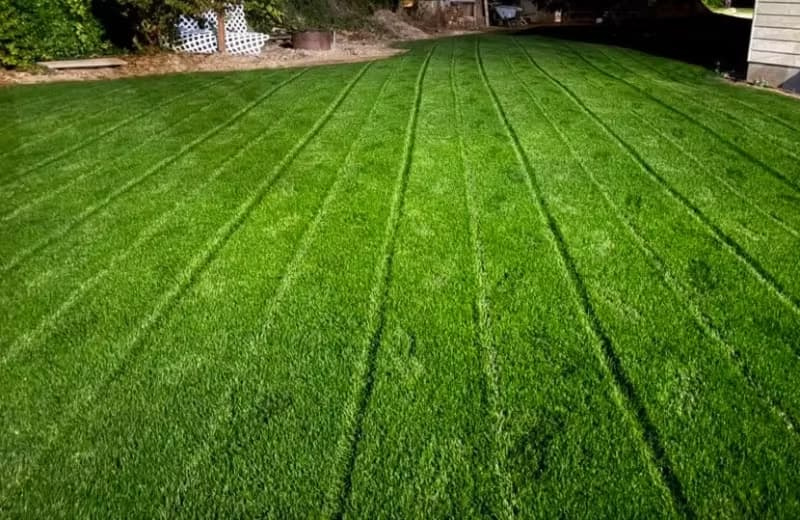 Dark 30 perennial ryegrass cultivar displaying deep green color and prominent stripe patterns.