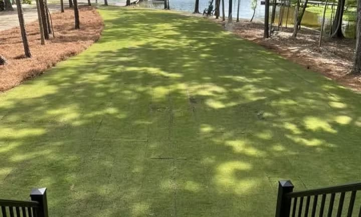 Diamond zoysiagrass lawn growing under tree shade near a waterfront.