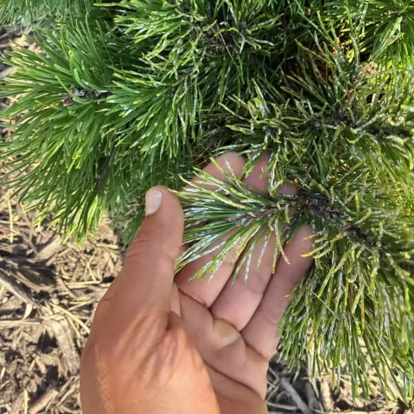 Close-up of a diseased evergreen plant with a man's hand holding a branch to show the disease.