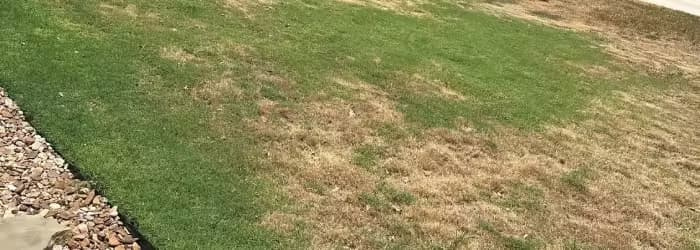 Drought-stressed lawn.