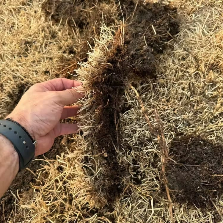 A man's hand pulling up a dying patch of grass.