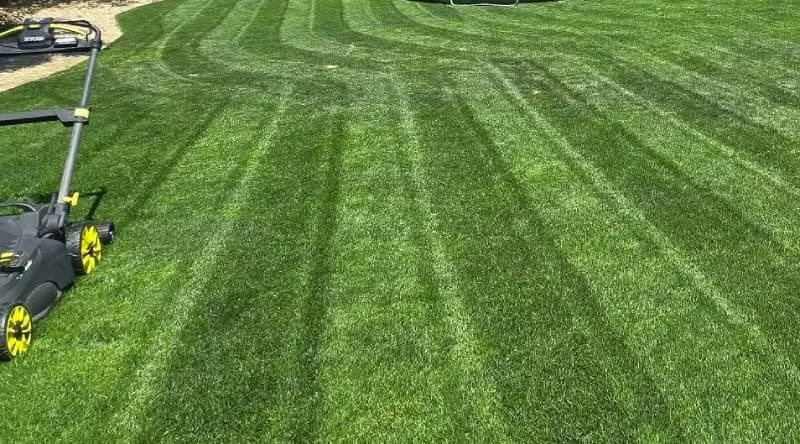 Striped lawn featuring an elite perennial ryegrass blend in a backyard setting.