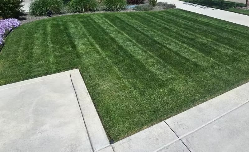 Front yard elite perennial ryegrass blend along a concrete driveway edge.