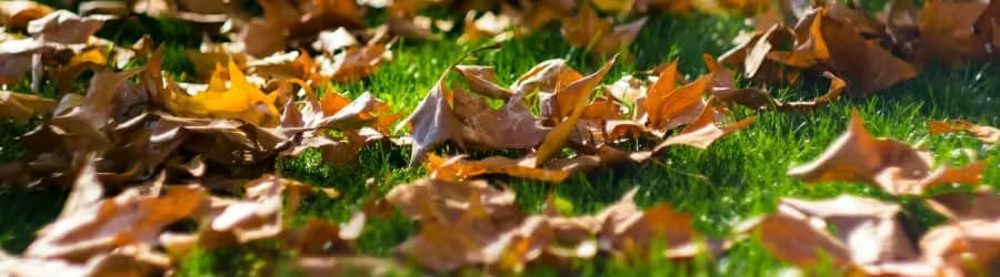 fall-lawn Lawn in fall