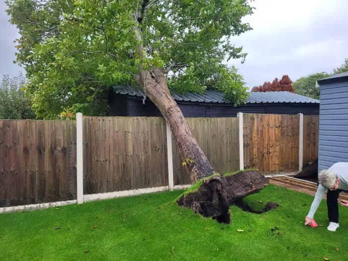 A large deciduous tree completely uprooted from a green lawn, leaning heavily at a sharp angle against a wooden garden fence with its root ball and soil fully exposed.