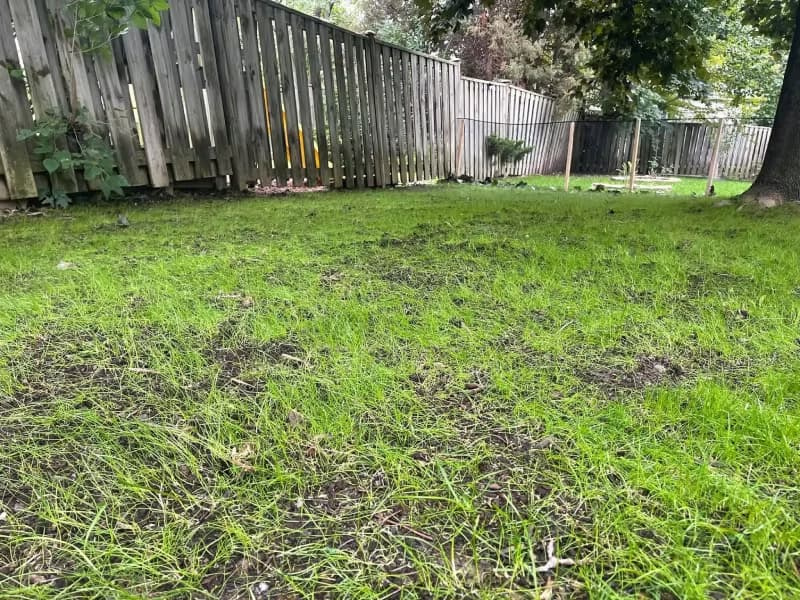 Young grass seedlings emerging from soil along a wooden fence in a shaded backyard.