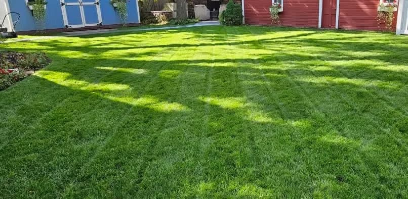 Fireball perennial ryegrass cultivar lawn in full sun with subtle stripe patterns.