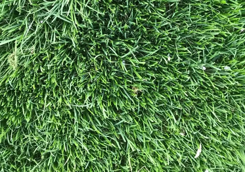 Close-up texture view of GCI Turf-Type Tall Fescue blend.