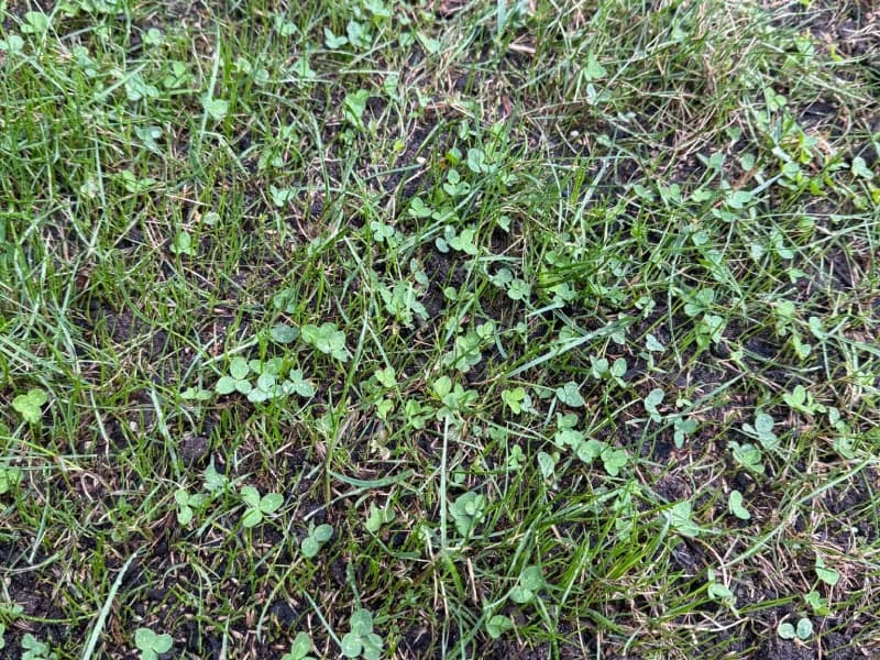 Clover weed in newly germinated grass